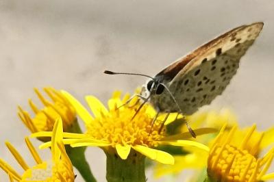 <i>Lycaena tityrus</i>