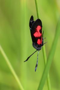 <i>Zygaena trifolii</i>