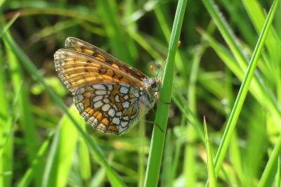 <i>Melitaea parthenoides</i>