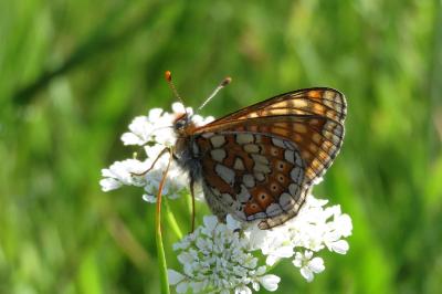 <i>Euphydryas aurinia</i>