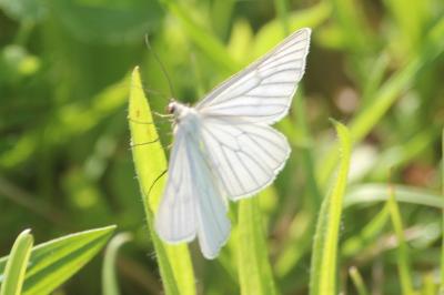 <i>Siona lineata</i>