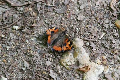 <i>Aglais urticae</i>