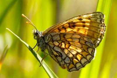 <i>Melitaea parthenoides</i>