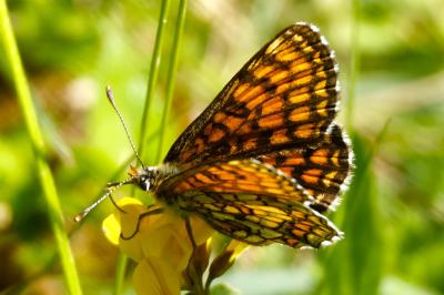 <i>Melitaea parthenoides</i>