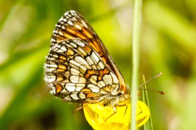<i>Melitaea parthenoides</i>