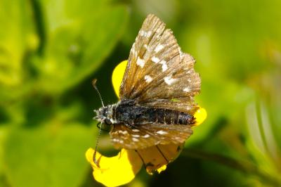 <i>Pyrgus malvae</i>