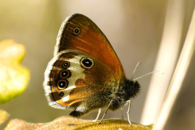 <i>Coenonympha arcania</i>