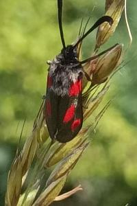 <i>Zygaena sarpedon</i>