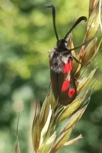<i>Zygaena sarpedon</i>