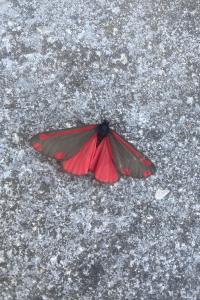 <i>Tyria jacobaeae</i>