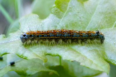 <i>Malacosoma neustria</i>