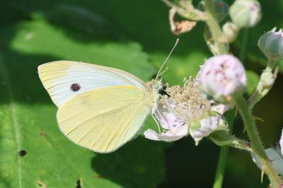 <i>Pieris rapae</i>