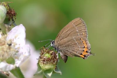 <i>Satyrium pruni</i>