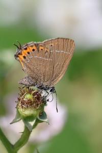 <i>Satyrium pruni</i>