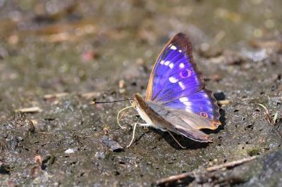 <i>Apatura ilia</i>
