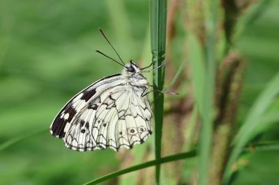<i>Melanargia galathea</i>