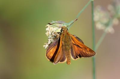 <i>Ochlodes sylvanus</i>