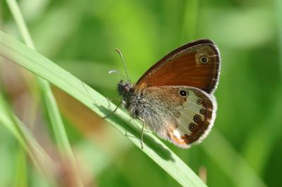 <i>Coenonympha arcania</i>