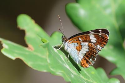 <i>Limenitis camilla</i>
