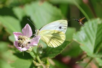 <i>Pieris napi</i>