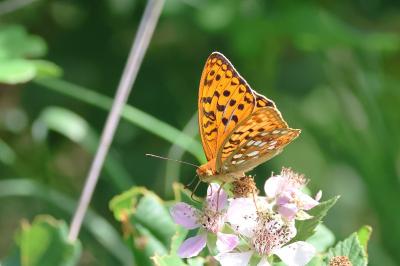<i>Fabriciana adippe</i>