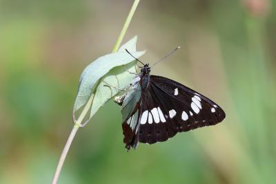 <i>Limenitis reducta</i>