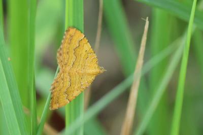 <i>Camptogramma bilineata</i>