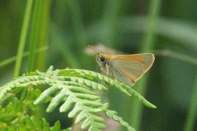 <i>Thymelicus sylvestris</i>