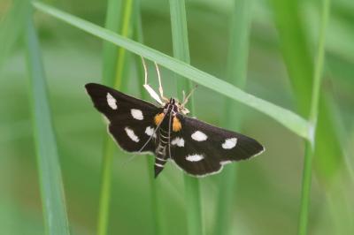 <i>Anania funebris</i>