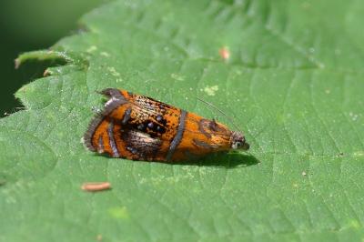 <i>Olethreutes arcuella</i>