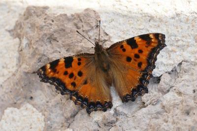 <i>Nymphalis polychloros</i>
