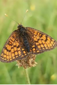 <i>Melitaea parthenoides</i>