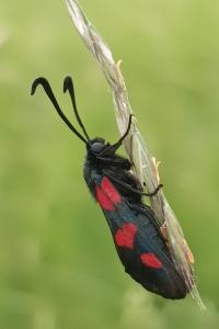 <i>Zygaena trifolii</i>