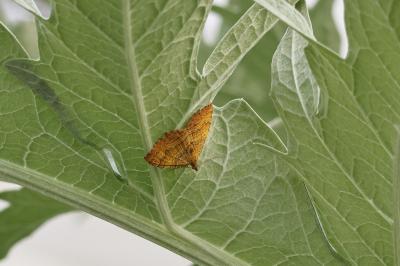 <i>Camptogramma bilineata</i>
