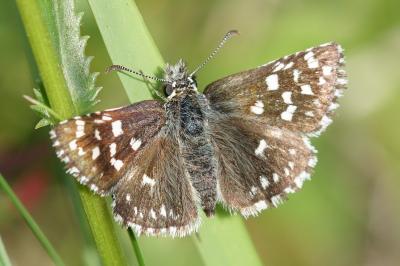 <i>Pyrgus malvae</i>