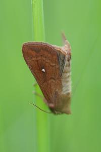 <i>Mythimna albipuncta</i>