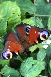 <i>Aglais io</i>