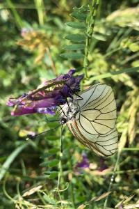 <i>Aporia crataegi</i>