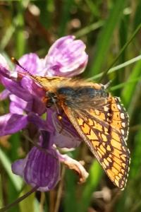 <i>Euphydryas aurinia aurinia</i>