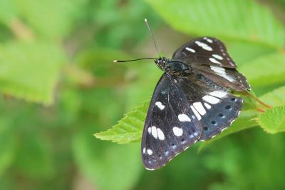 <i>Limenitis reducta</i>