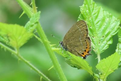 <i>Satyrium pruni</i>