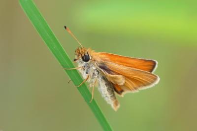 <i>Thymelicus lineola</i>
