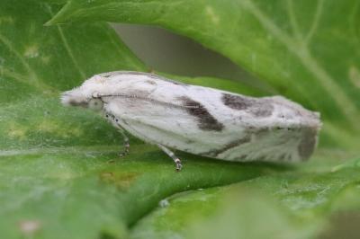 <i>Eucosma metzneriana</i>