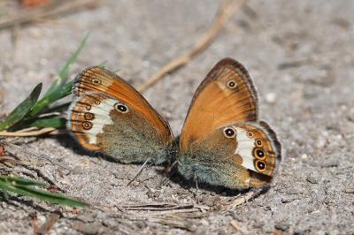<i>Coenonympha arcania</i>
