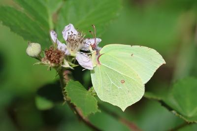 <i>Gonepteryx rhamni</i>