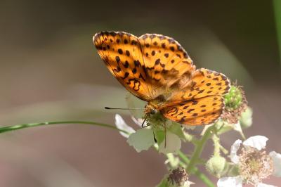<i>Brenthis daphne</i>
