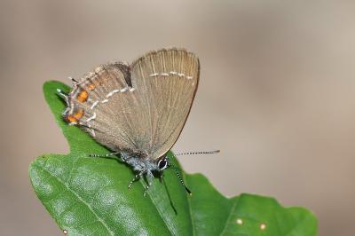 <i>Satyrium ilicis</i>