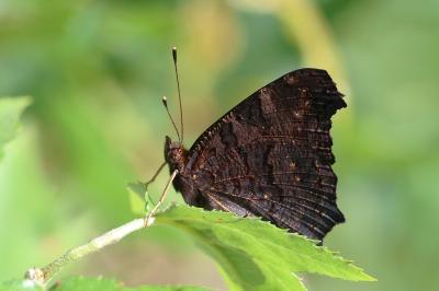 <i>Aglais io</i>