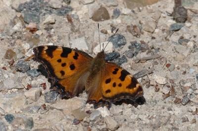 <i>Nymphalis polychloros</i>