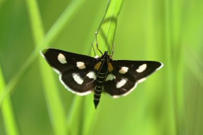 <i>Anania funebris</i>